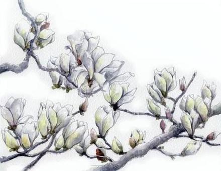 ハクモクレン ハクモクレン,春,綺麗,手描き,花,挿絵,植物,白木蓮,モクレン,水彩画のイラスト素材