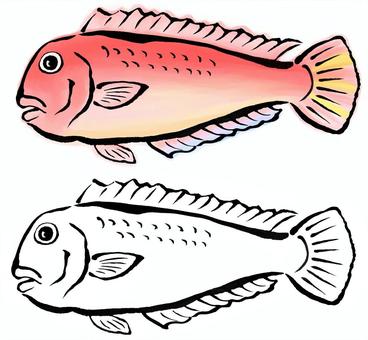 筆絵の甘鯛 アマダイ,筆絵,魚,墨絵,手描き,海産物,海鮮,魚介類,モノクロ,食べ物のイラスト素材