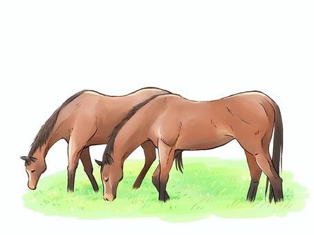 Illustration, horse, grass, pasture, 