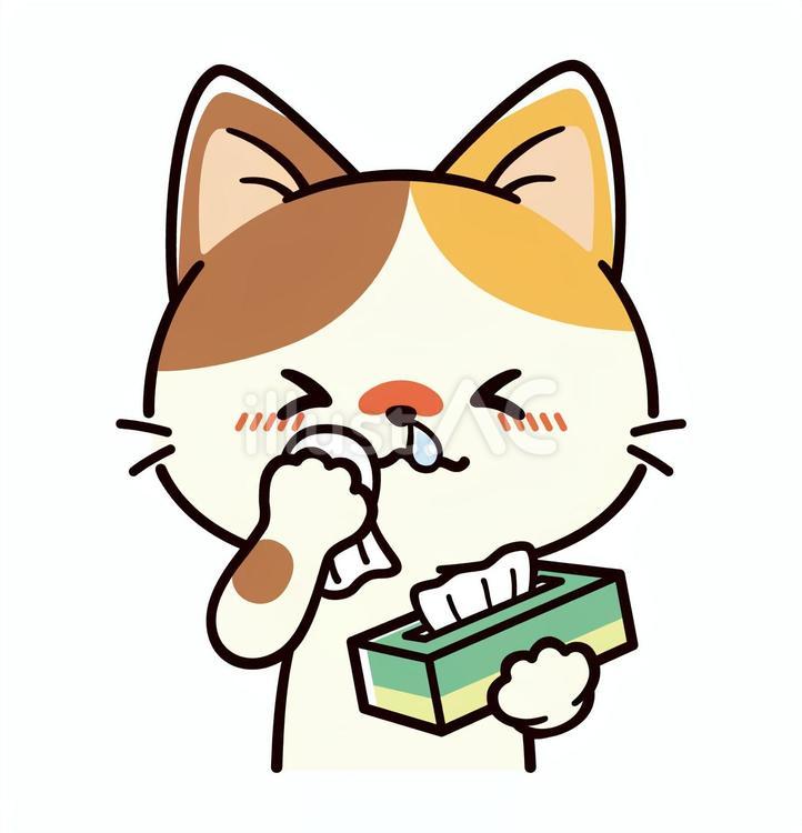 花粉症で鼻水が止まらなくて辛い三毛猫 猫,花粉症,鼻水のイラスト素材