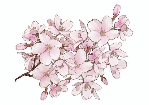 Illustration, cherry blossoms, spring, flower, JPG and PNG