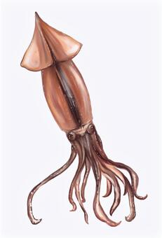スルメイカ スルメイカ,イカ,生き物,海,軟体動物,リアル,無料,フリーのイラスト素材