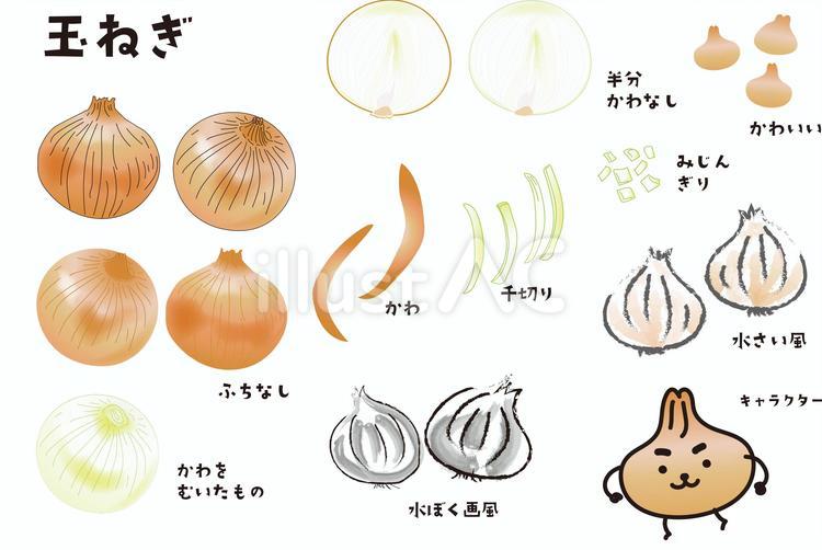 玉ねぎイラスト - No: 24030911｜無料イラスト・フリー素材なら「イラストAC」