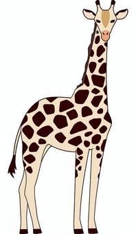 キリン_Giraffe キリン,生物,動物,草食,四足歩行のイラスト素材