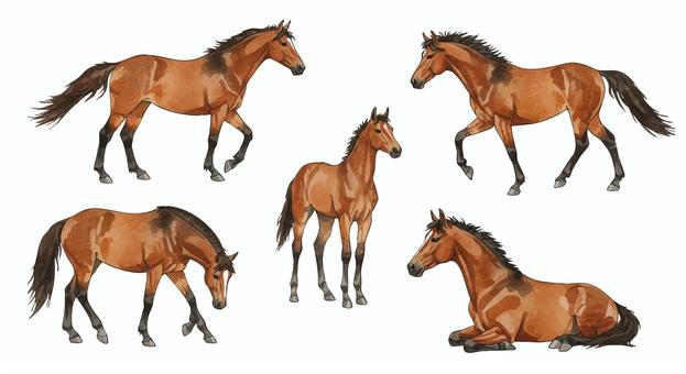 馬のイラスト 馬,競馬,茶色,動物,水彩,水彩画,手描き,やわらかい,優しい,まとめのイラスト素材