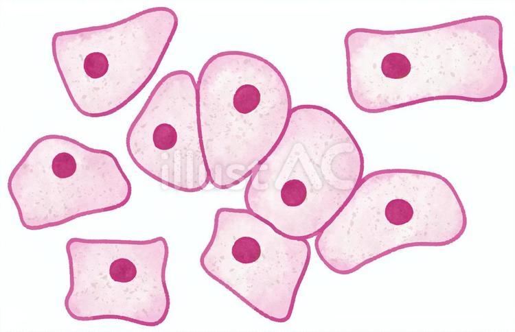 上皮細胞 細胞,組織,核のイラスト素材