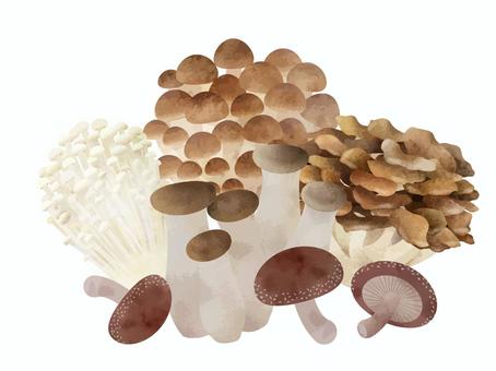 きのこ5種 きのこ,ぶなしめじ,まいたけ,えのき,エリンギ,しいたけ,食材,水彩,手描き,手書きのイラスト素材