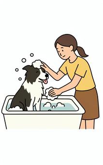 犬をシャンプーする女性 ボーダーコリー,犬,白,黒,シャンプー,トリミング,女性,お風呂,泡のイラスト素材