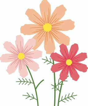 コスモス コスモス,秋桜,花,花びら,植物,自然,秋,季節,ピンク,赤のイラスト素材