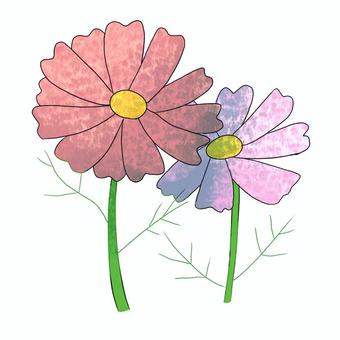 コスモス コスモス,秋,花,秋桜,植物,野原,咲く,手描き,可愛い,初秋のイラスト素材