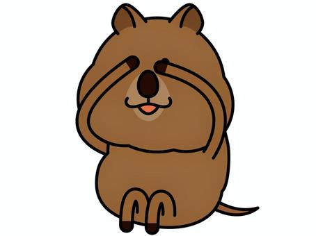 クオッカさん チラ見