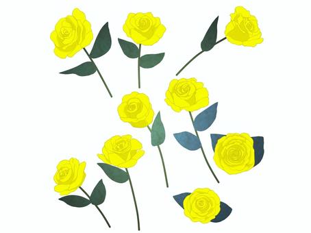 黃玫瑰一套, 花, 植物, 玫瑰, JPG 和 PNG