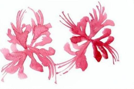 彼岸花 彼岸花 手描き,水彩画,彼岸花,ピンク色,秋のイラスト素材