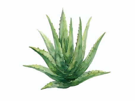 アロエ1 アロエ,アロエベラ,多肉植物,観葉植物,ガーデニング,植物,グリーン,水彩,水彩画,美容のイラスト素材