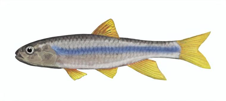 カワムツ カワムツ,魚,淡水魚,川魚,川釣り,フィッシング,河川,中流域,湖,リアルのイラスト素材