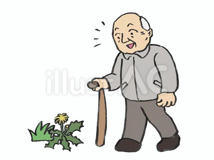 咲いているタンポポに気づくおじいさん タンポポ,春,おじいさんのイラスト素材