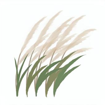 ススキ ススキ,植物,草,雑草,秋,枯葉のイラスト素材