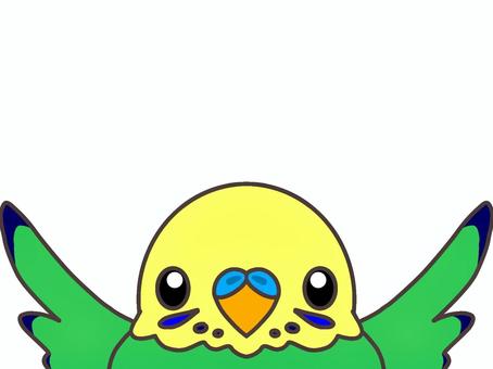 Illustration, sekisei parakeet, bird, animal, 