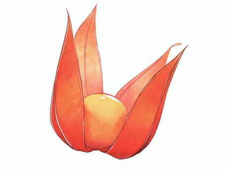 鬼灯　単体　半開き 鬼灯,ほおずき,ほうずき,夏,秋,お盆,お盆花,植物,晩夏,お盆飾りのイラスト素材