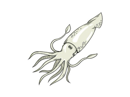 10本足の海の生き物の烏賊(イカ) イカ,烏賊,海,手描き,軟体動物,水族館,足,軟体類,泳ぐ,生物のイラスト素材