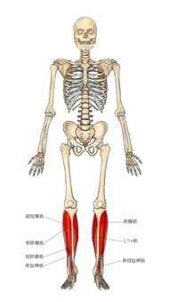 骨格と下腿の筋群 腓骨筋,前脛骨筋,長趾伸筋,長母趾伸筋,ヒラメ筋,腓腹筋,筋,筋肉,ガイコツ,解剖のイラスト素材