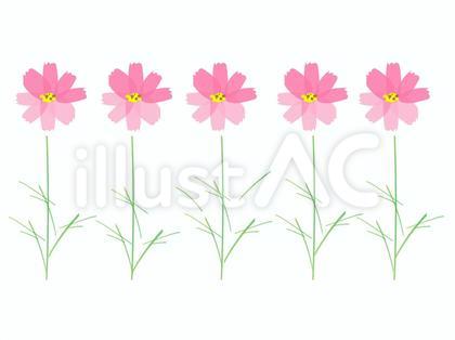 ピンクの秋桜 5輪