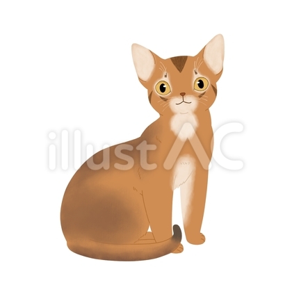 アビシニアンのイラスト(ルディ)