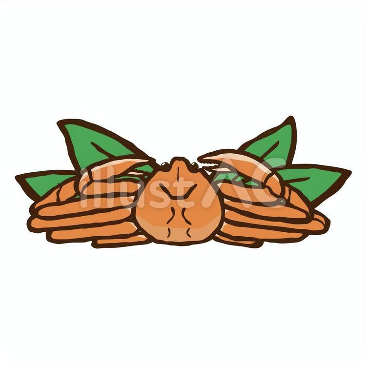 ずわいがに単 ずわいがに,ズワイガニ,蟹のイラスト素材
