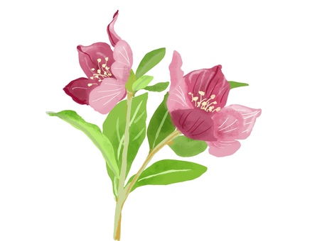 クリスマスローズ　ピンク