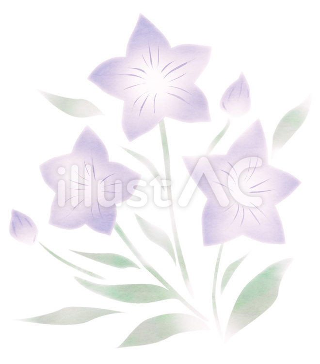桔梗 桔梗,花,挿絵のイラスト素材