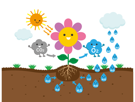 光合成のしくみ4 光合成,仕組み,花,植物,太陽,酸素,二酸化炭素,土,根,雲のイラスト素材