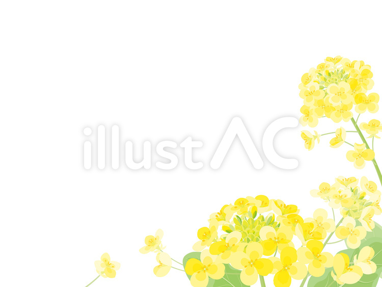 菜の花のフレーム12 春,花,フレームのイラスト素材