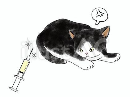 注射がキライな猫 4 ハチワレ