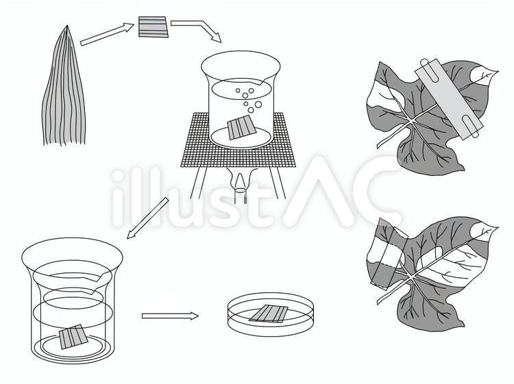 実験・光合成01 実験,光合成,理科のイラスト素材