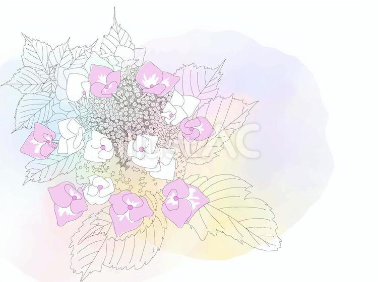 やさしげな背景150＿夏　あじさい あじさい,背景,梅雨のイラスト素材