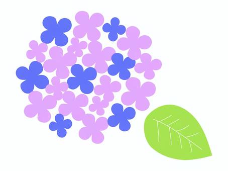 Illustration, hydrangea, summer, rainy season, 