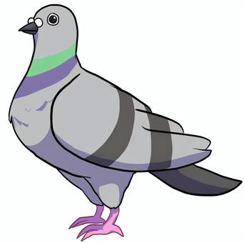鳩 鳩 動物,鳥類,グレー,鳩,横向き,素材のイラスト素材