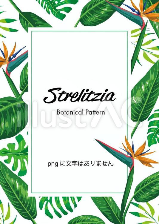 ストレリチア極楽鳥花ポストカードイラスト No 無料イラストなら イラストac