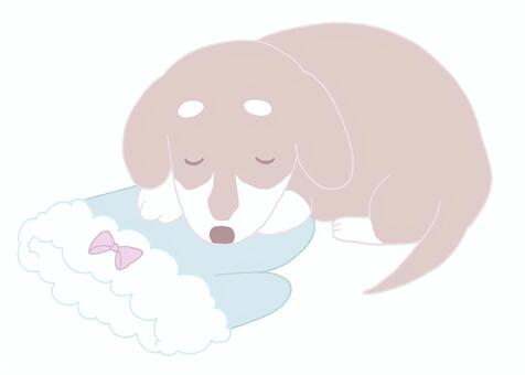 いぬとてぶくろ 犬,ダックスフント,手袋,リボン,手描き,かわいい,寝る,子犬のイラスト素材