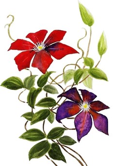 鐵線蓮花, JPG 鐵線蓮花, 威靈仙, 白背景, 白回來, JPG