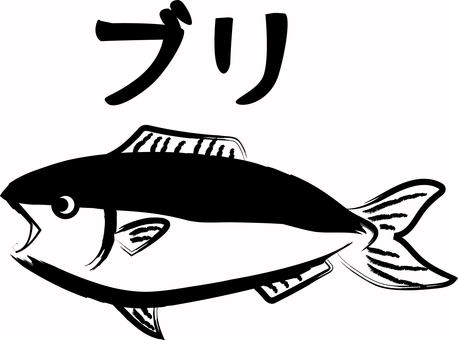 鰤　　 鰤,青魚,魚屋,筆,デフォルメ,シンプル,カタカナ,手描き,白黒のイラスト素材
