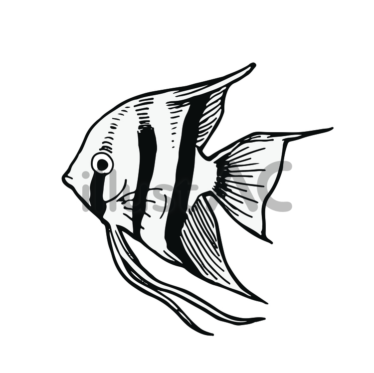 手描き風エンゼルフィッシュ エンゼルフィッシュ,熱帯魚,魚のイラスト素材