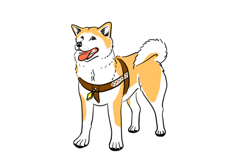 上野英三郎博士に飼われていた秋田犬のハチ 上野英三郎博士に飼われていた秋田犬のハチ 秋田犬,ハチ,立ち姿,左向き,可愛い,かっこいいのイラスト素材