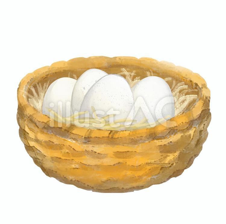卵 卵,タマゴ,鶏卵のイラスト素材