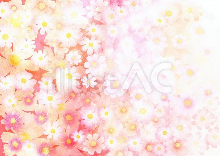 水彩風コスモス背景 コスモス,水彩,背景のイラスト素材