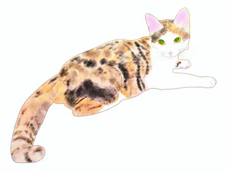 Illustration, animal, cat, hand drawn, 