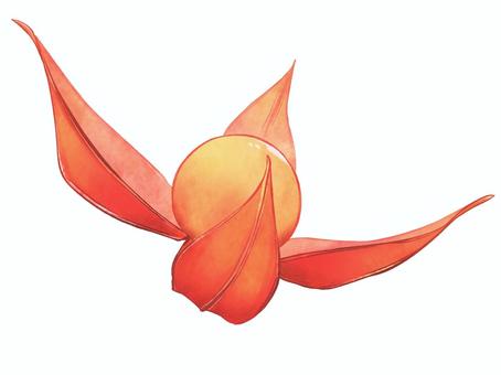 鬼灯　単体　全開 鬼灯,ほおずき,ほうずき,夏,秋,お盆,お盆花,お盆飾り,植物,晩夏のイラスト素材