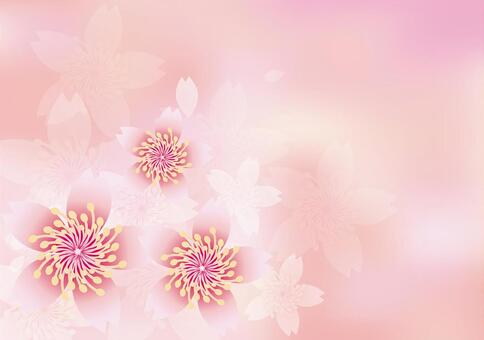 Illustration, flower, cherry blossoms, spring, JPG and AI