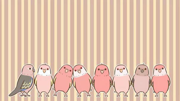 並ぶアキクサインコ2 アキクサインコ,インコ,鳥,ペット,デフォルメ,生き物,動物,かわいい,背景,壁紙のイラスト素材