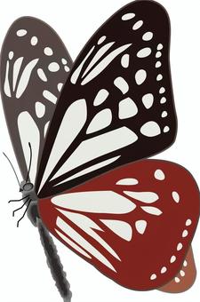 Illustration, asagi madara, butterfly, swallowtail, 